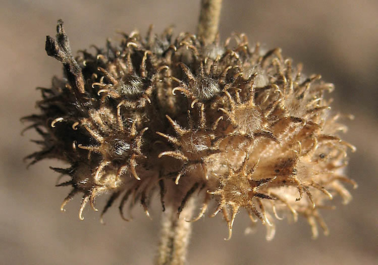 Detailed Picture 5 of Horehound