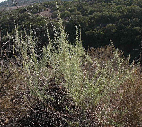 Detailed Picture 8 of Four-wing Saltbush