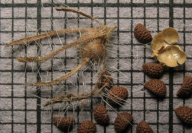 Detailed Picture 6 of Caterpillar Phacelia