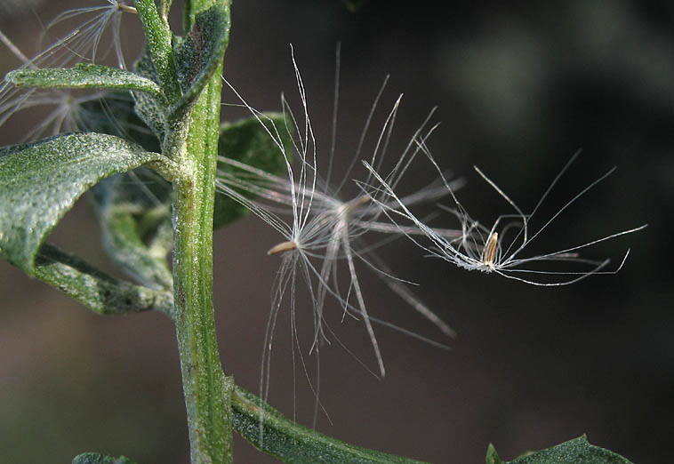 Detailed Picture 9 of Coyote Brush