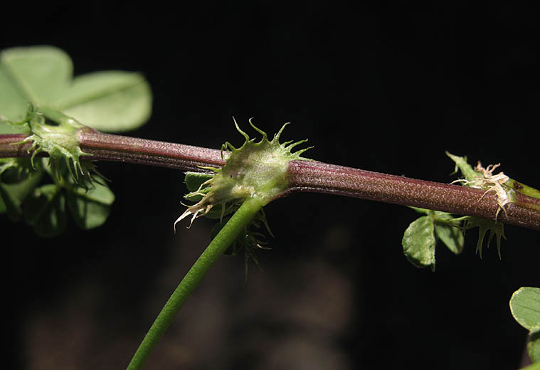 Detailed Picture 5 of Bur-clover