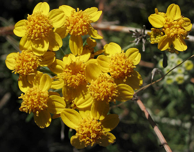 Detailed Picture 2 of Golden Yarrow