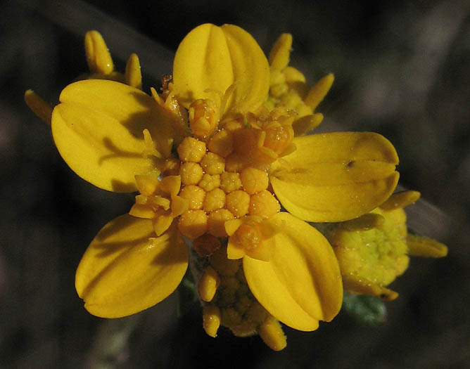 Detailed Picture 1 of Golden Yarrow