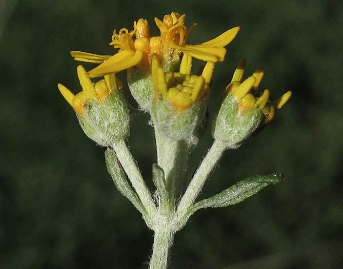 Detailed Picture 3 of Golden Yarrow