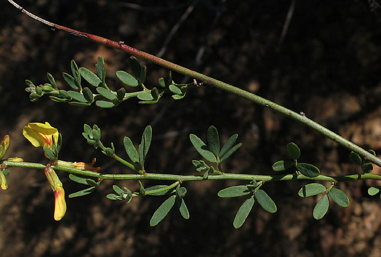 Detailed Picture 5 of Deerweed