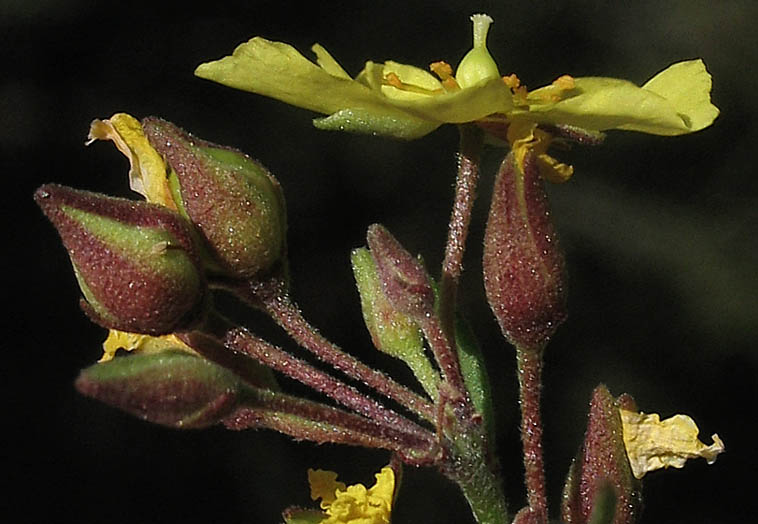 Detailed Picture 3 of Peak Rush Rose