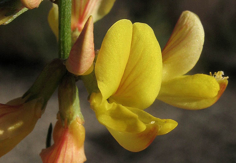 Detailed Picture 1 of Deerweed