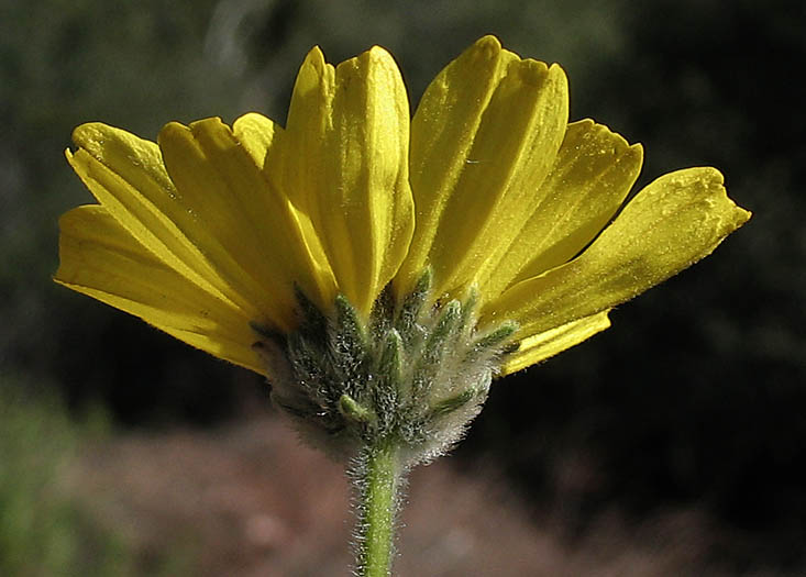 Detailed Picture 2 of Bush Sunflower