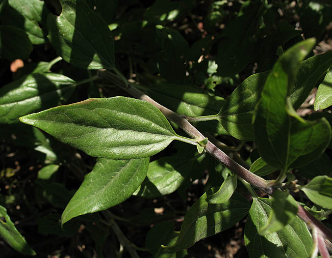 Detailed Picture 6 of Bush Sunflower