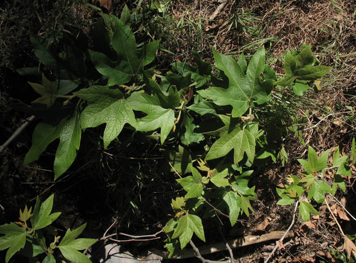 Detailed Picture 6 of Western Sycamore