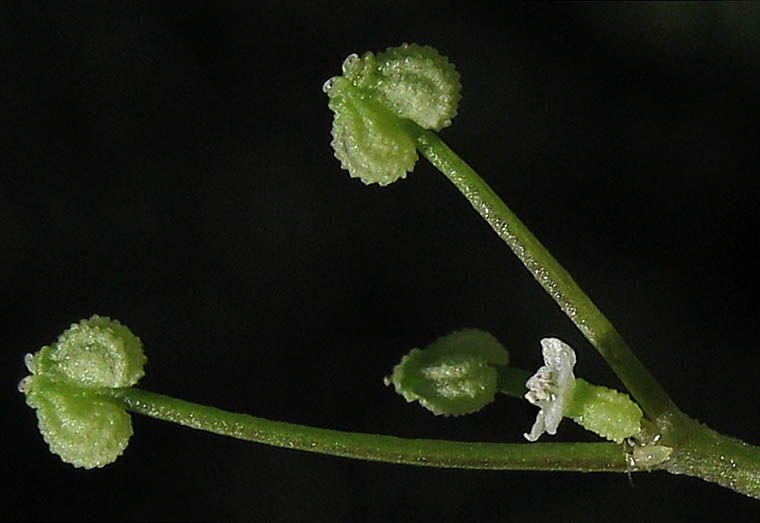 Detailed Picture 2 of Wild Celery