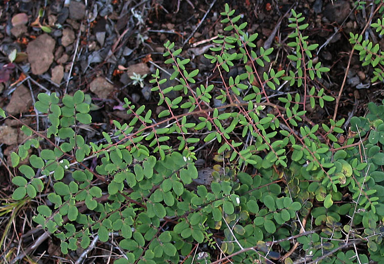 Detailed Picture 1 of Coffee Fern