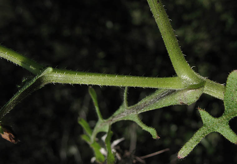 Detailed Picture 4 of Fiesta Flower