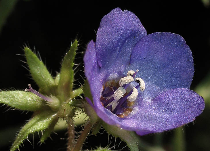 Detailed Picture 2 of Fiesta Flower