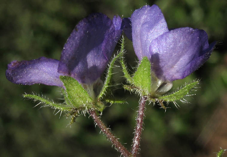 Detailed Picture 3 of Fiesta Flower