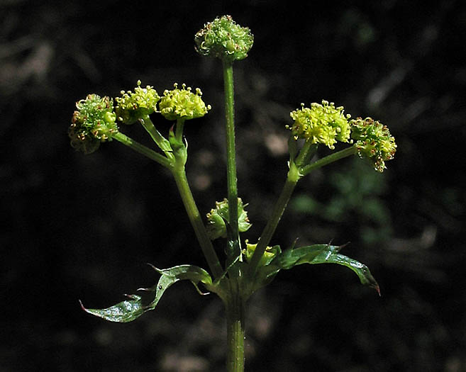 Detailed Picture 3 of Pacific Sanicle