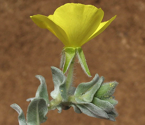 Detailed Picture 2 of Beach Evening Primrose