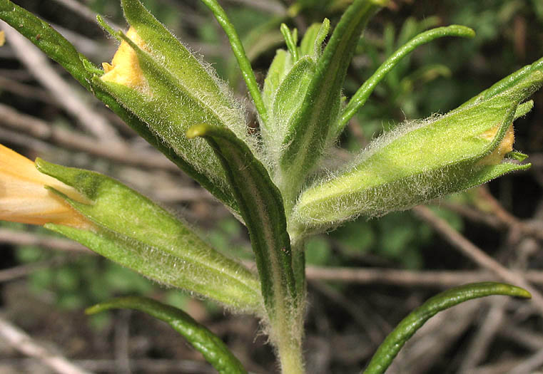 Detailed Picture 3 of Bush Monkey Flower