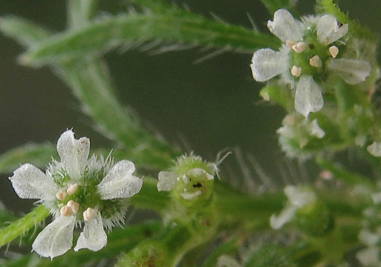 Detailed Picture 1 of Rattlesnake Weed