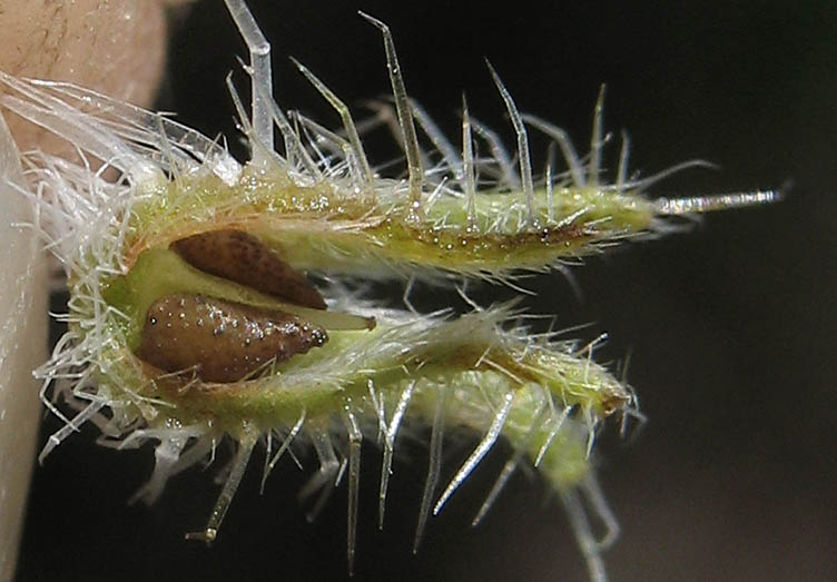 Detailed Picture 7 of Large-flowered Popcorn Flower