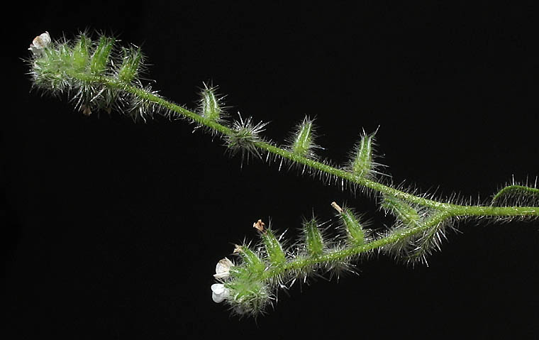 Detailed Picture 5 of Large-flowered Popcorn Flower