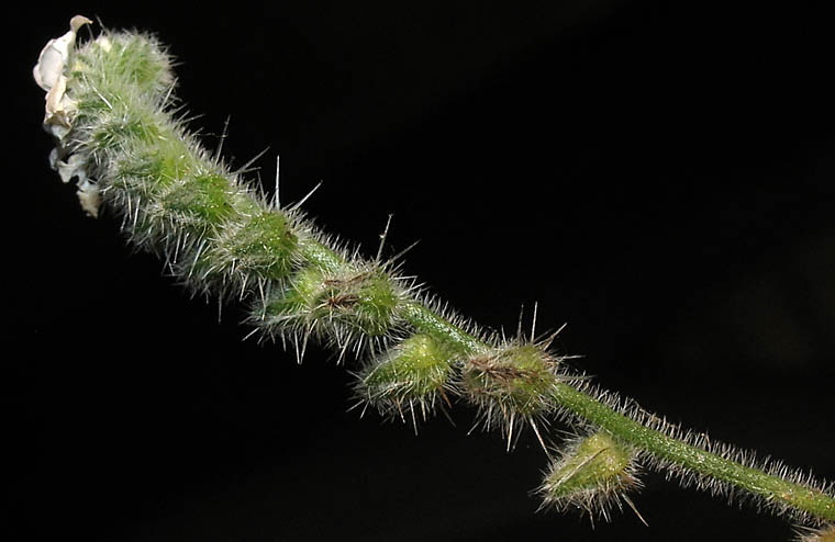 Detailed Picture 6 of Prickly Popcorn Flower