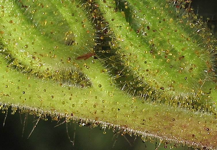 Detailed Picture 7 of Large-flowered Phacelia