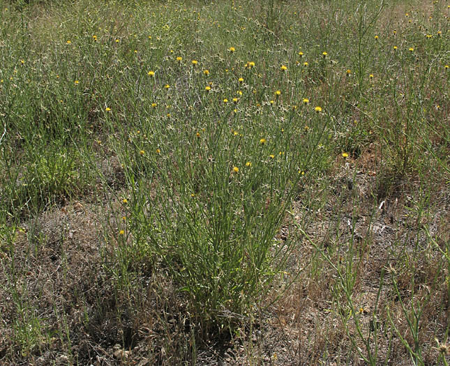 Detailed Picture 6 of Yellow Star Thistle