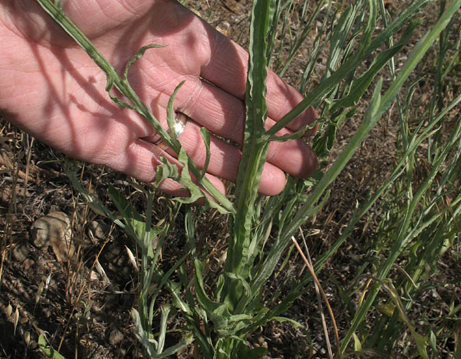 Detailed Picture 5 of Yellow Star Thistle