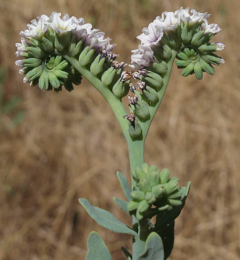 Detailed Picture 4 of Wild Heliotrope