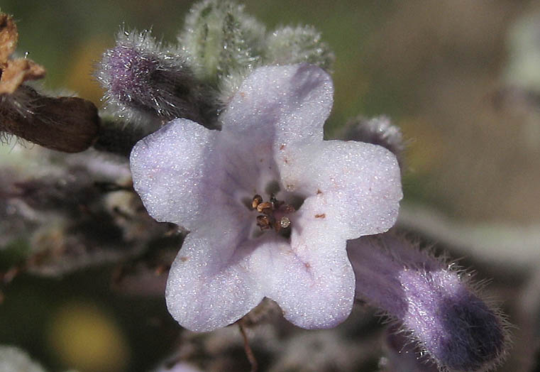 Detailed Picture 1 of Yerba Santa