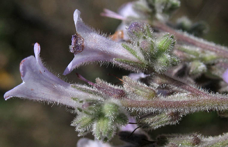 Detailed Picture 2 of Yerba Santa