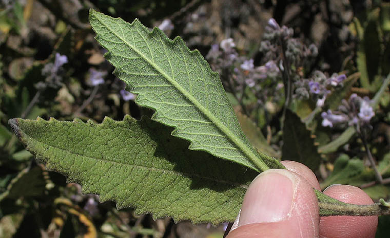 Detailed Picture 8 of Yerba Santa