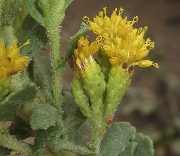 Detailed Picture 2 of Prostrate Coast Goldenbush