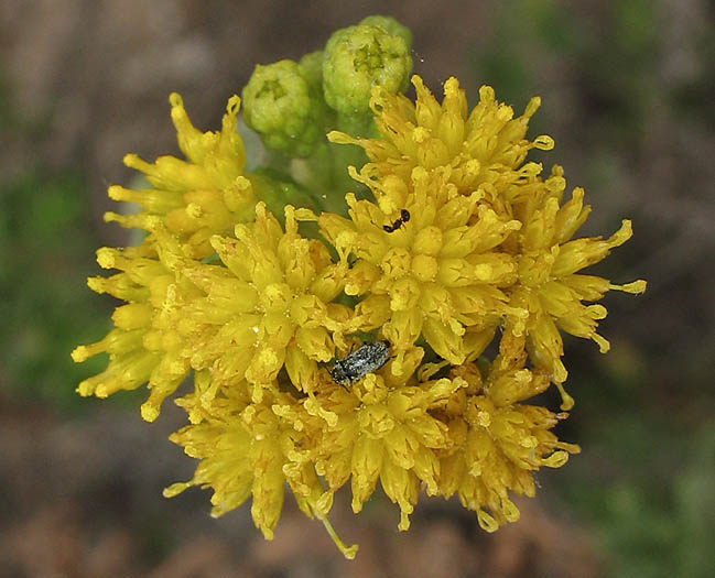 Detailed Picture 1 of Prostrate Coast Goldenbush