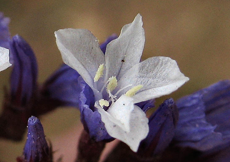 Detailed Picture 1 of Sea-Lavender