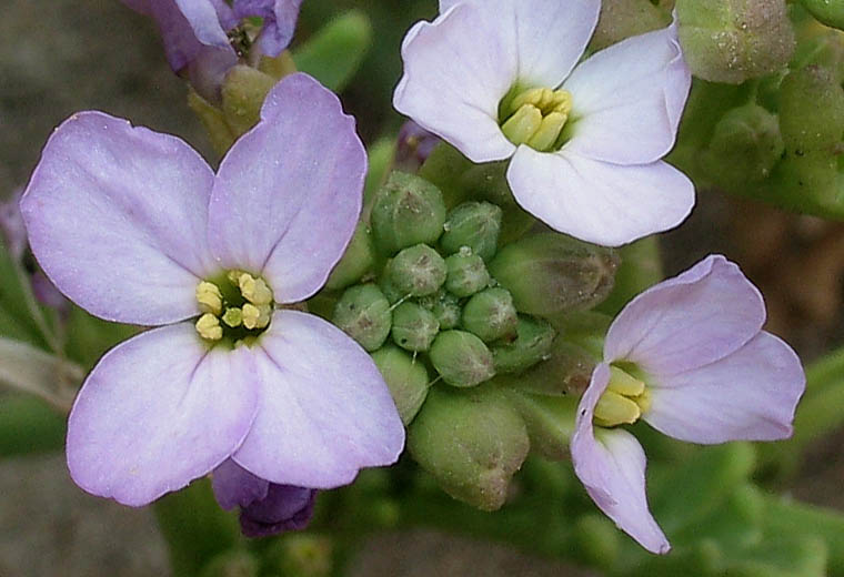 Detailed Picture 1 of Sea Rocket