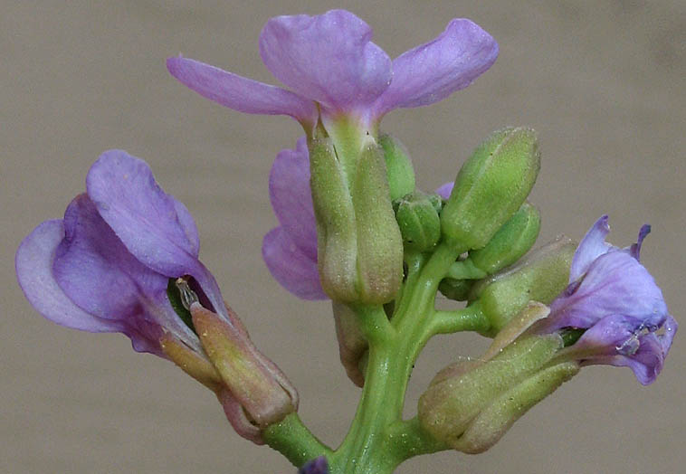 Detailed Picture 2 of Sea Rocket