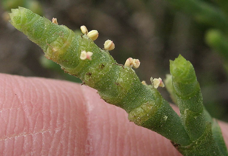 Detailed Picture 2 of Parish's glasswort