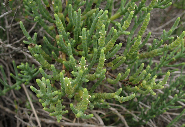 Detailed Picture 3 of Parish's glasswort