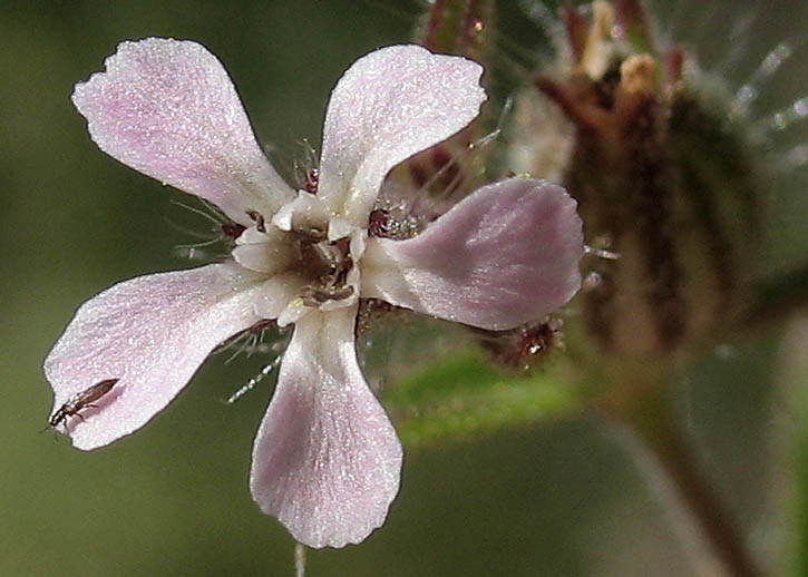 Detailed Picture 1 of Windmill Pink