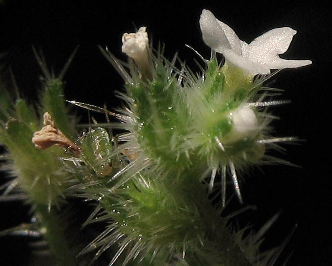 Detailed Picture 2 of Minute-flowered Popcorn Flower