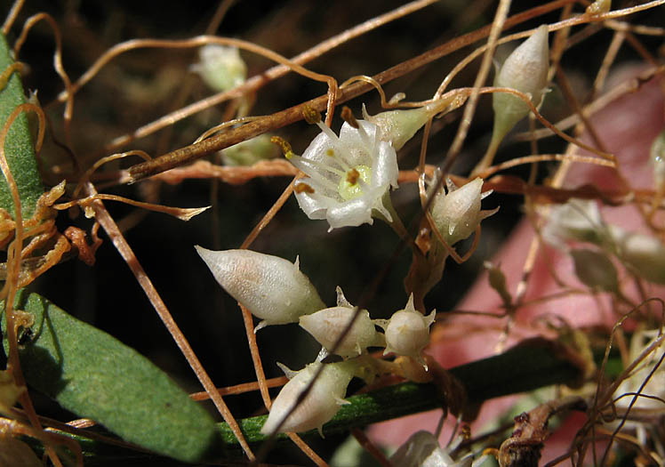 Detailed Picture 2 of California Dodder