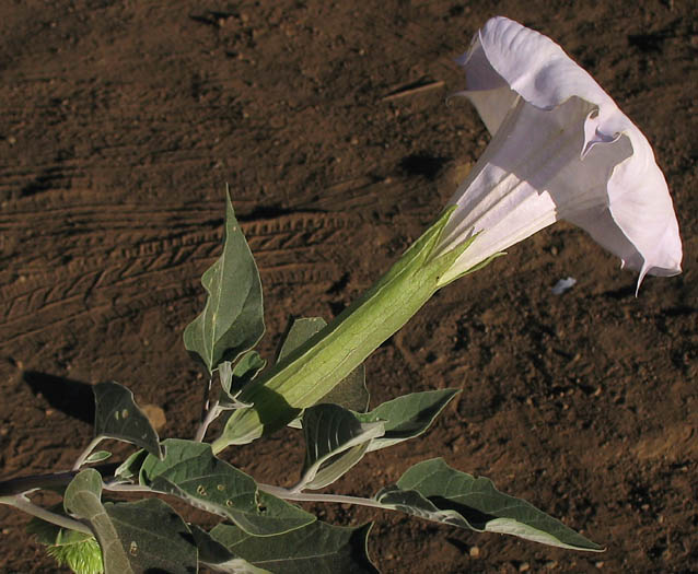 Detailed Picture 2 of Datura