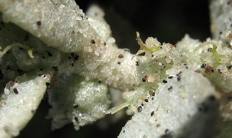 Detailed Picture 3 of Beach Saltbush