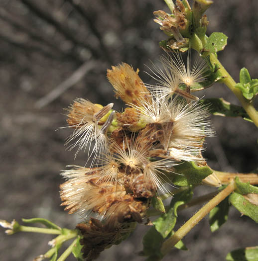 Detailed Picture 5 of Sawtooth Goldenbush