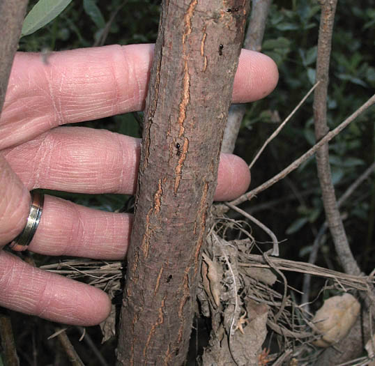 Detailed Picture 8 of Sandbar Willow