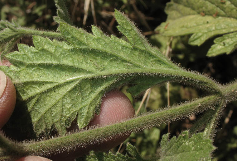 Detailed Picture 5 of Common Vervain