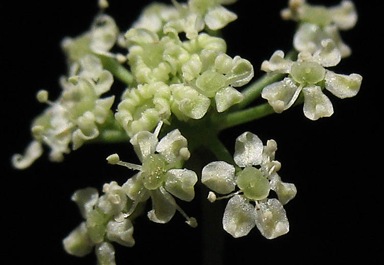 Detailed Picture 1 of Celery