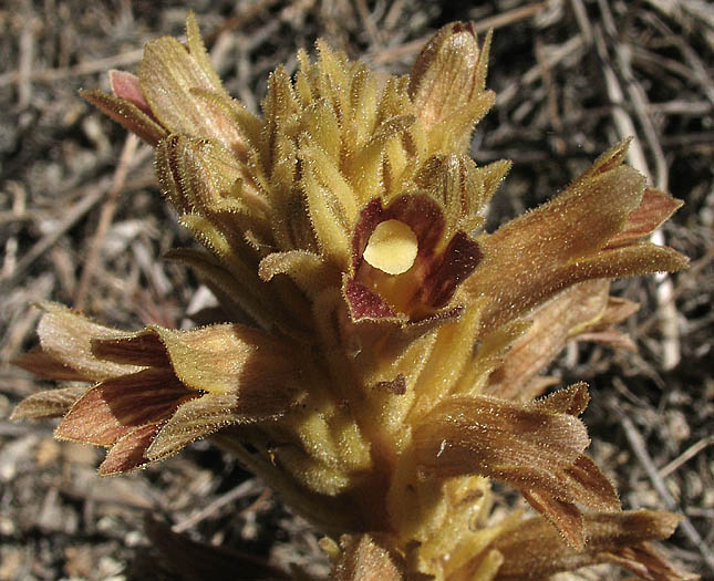 Detailed Picture 4 of Parish's broomrape